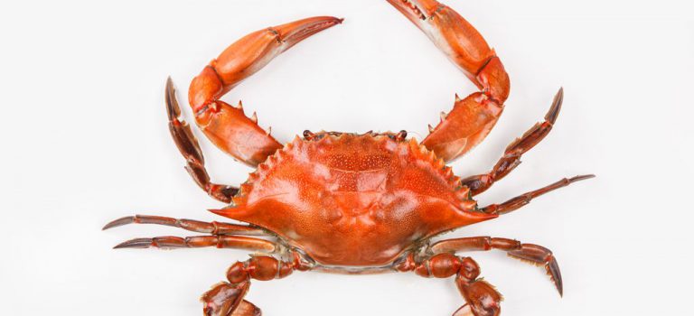 King of the Crab Houses