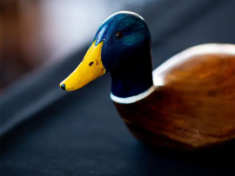 blue-duck-50